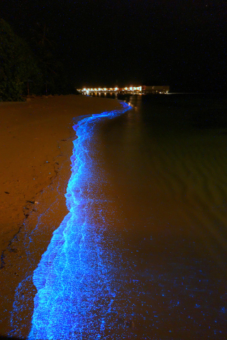 Illustration for article titled World's most beautiful beach glows like millions of stars at night